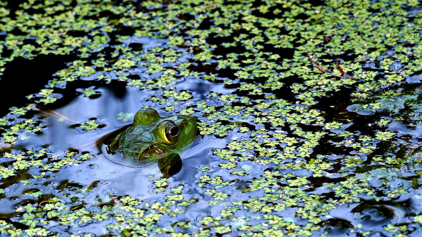 Photo credit: Frog in a Pond with Duckweed by Dave Clarke