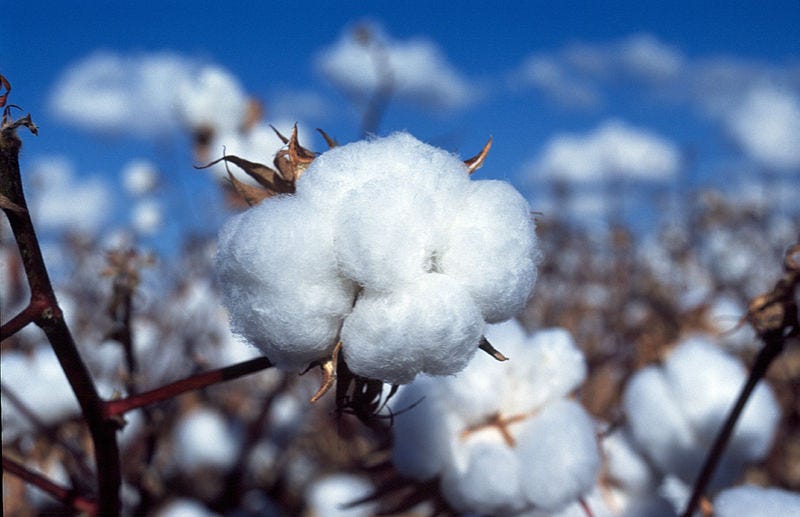 File:CSIRO ScienceImage 3251 Cotton boll.jpg