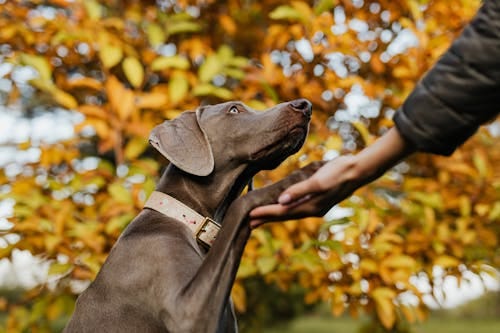 Free A Dog's Paw on a Person's Hand  Stock Photo