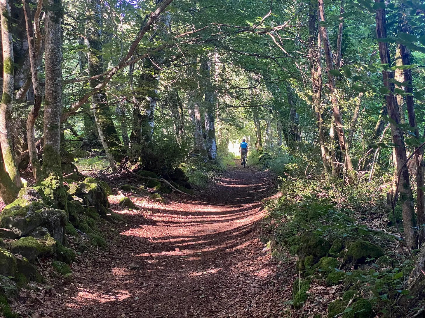 En sous-bois En sous-bois