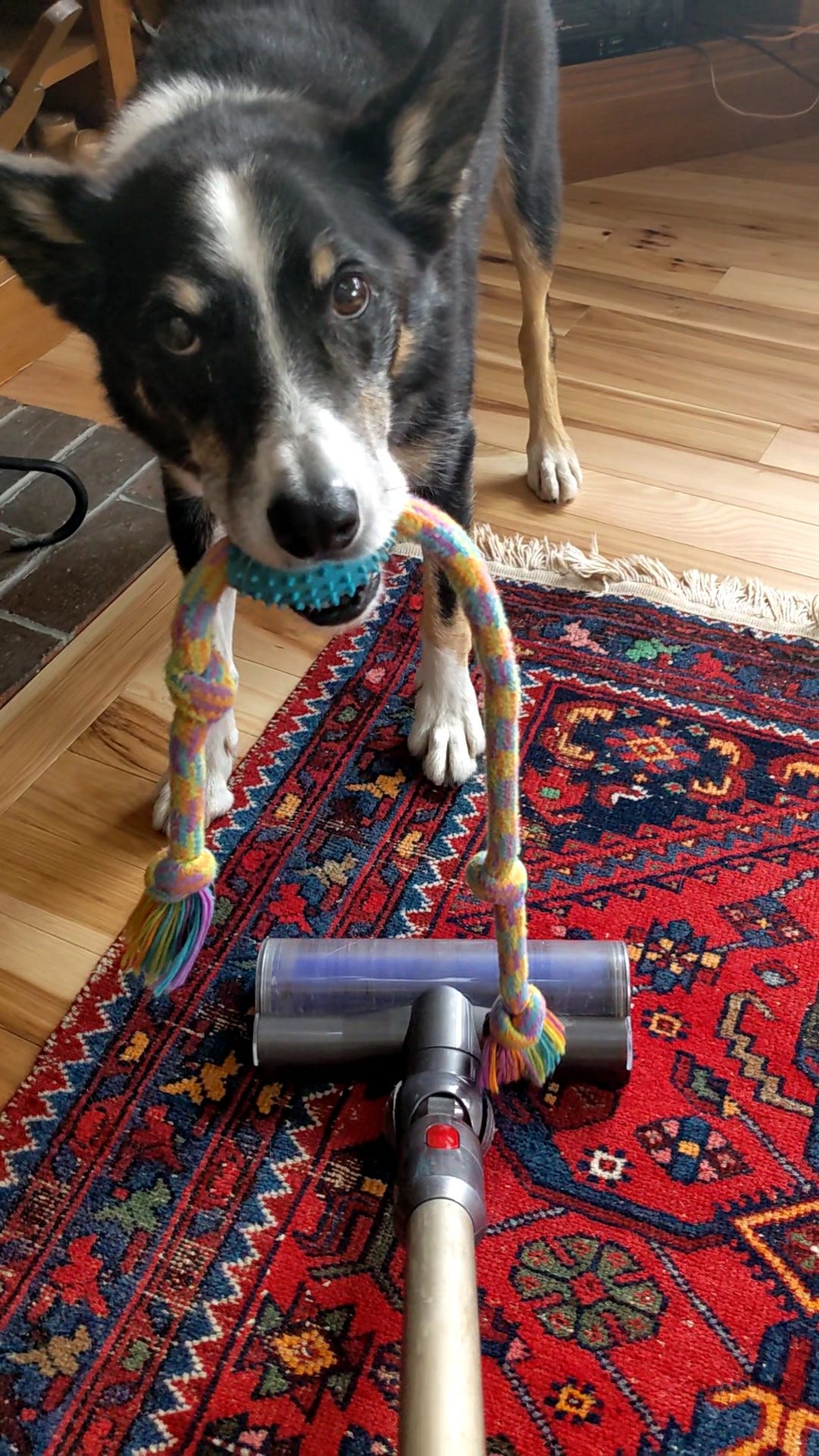 Dog with toy in his mouth, standing in front of vacuum