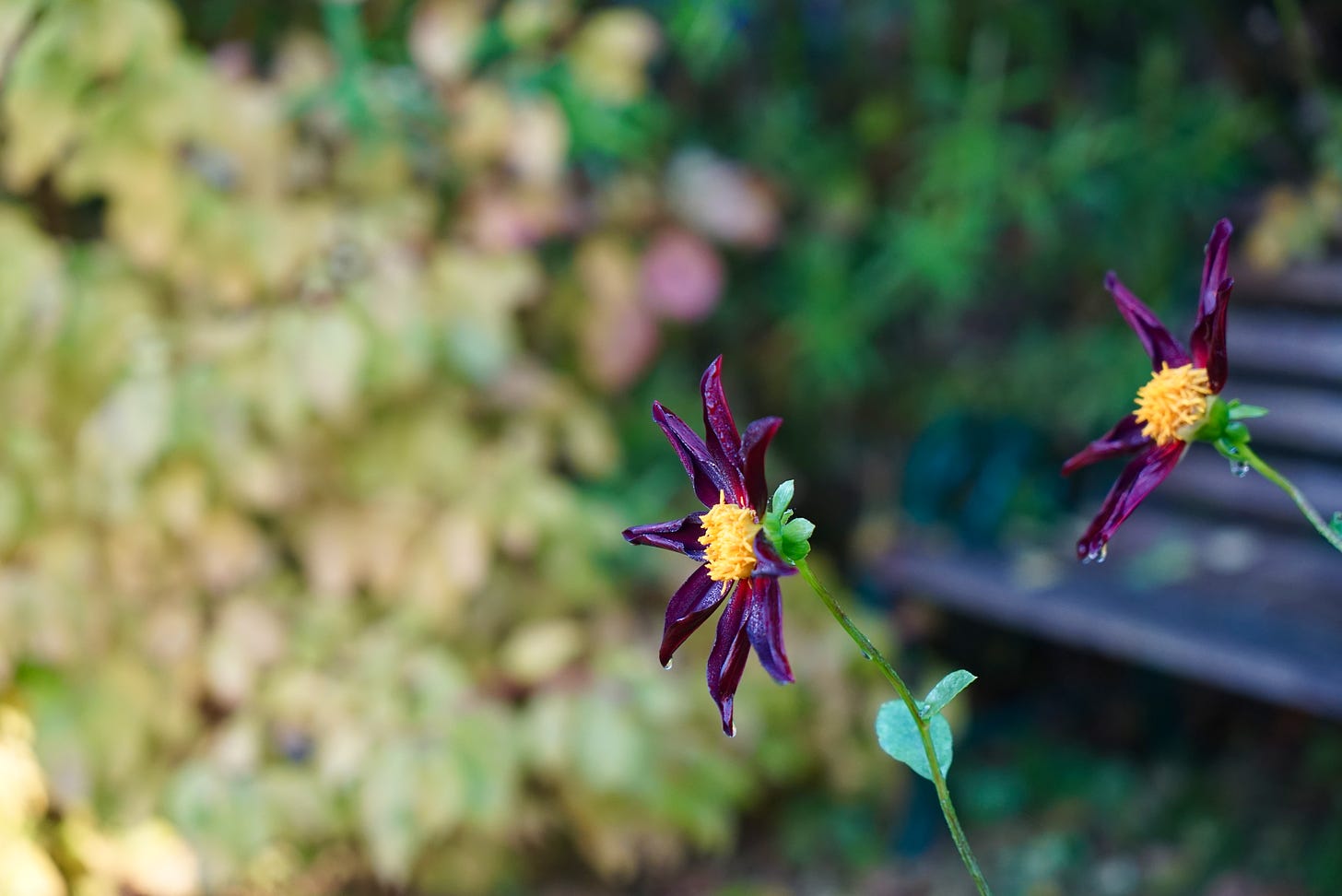 purple flowers in a garden and a garden bench