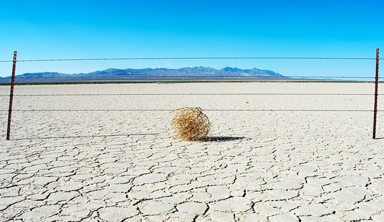 Tumbleweeds: the fastest plant invasion in the USA's history ...
