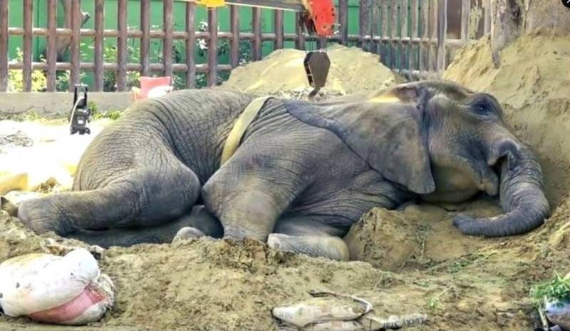 Ailing elephant Noor Jehan dies at Karachi Zoo