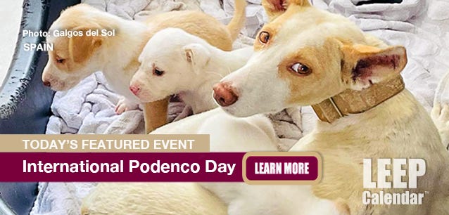 Podencos are hunting dogs that are often abused and discarded when their usefulness wanes. Photo: Galgos del Sol.