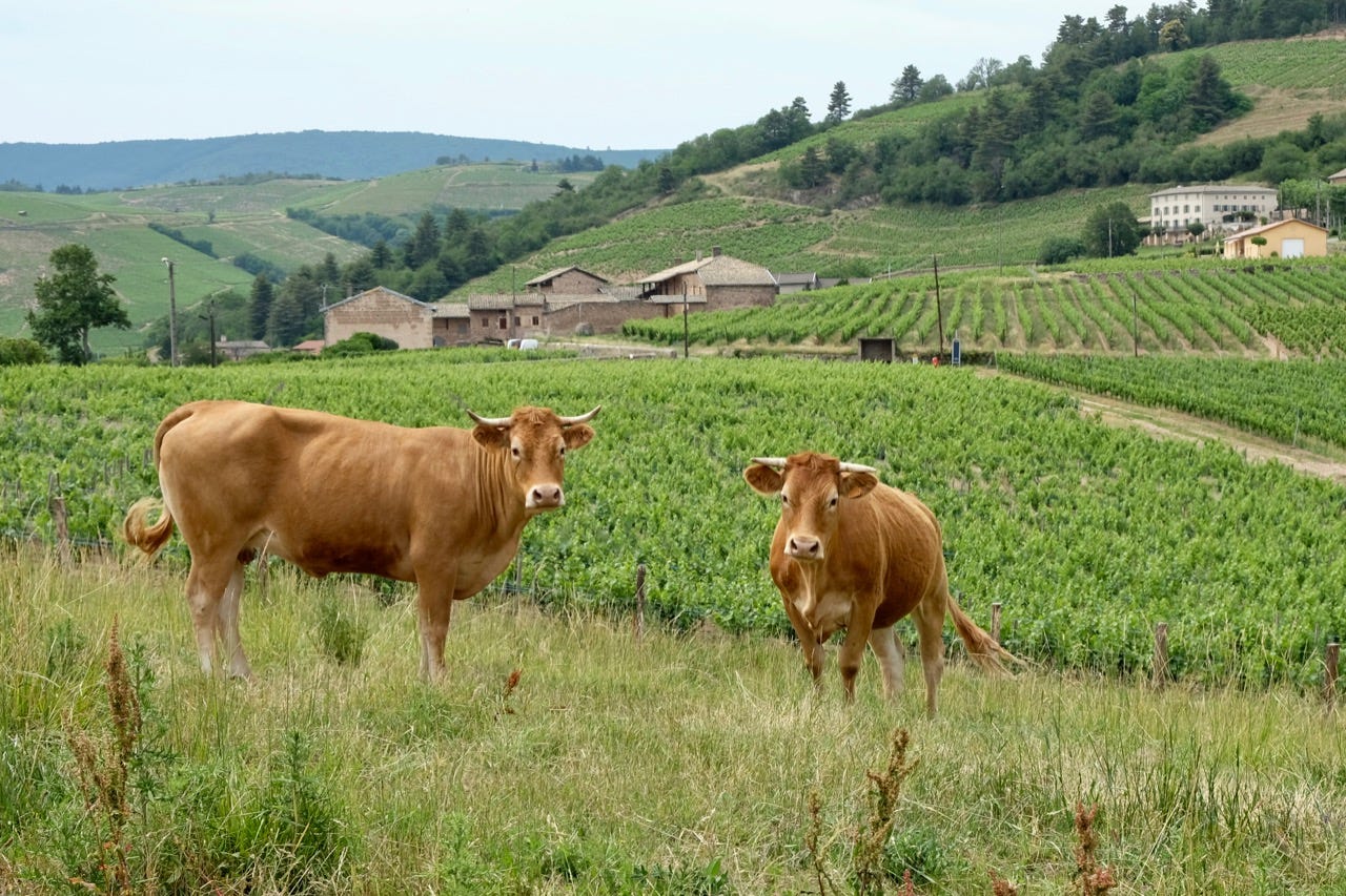 Limousin cows at Château de Poncié