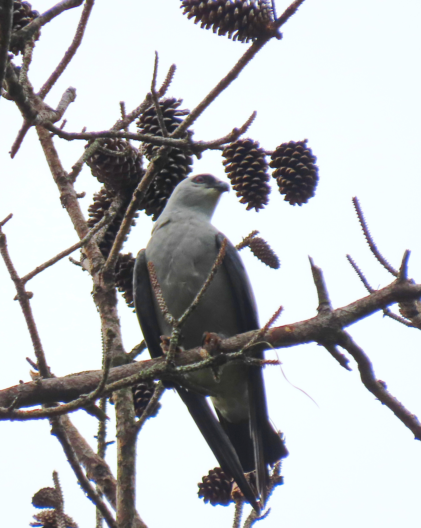 A gray raptor in a pine tree