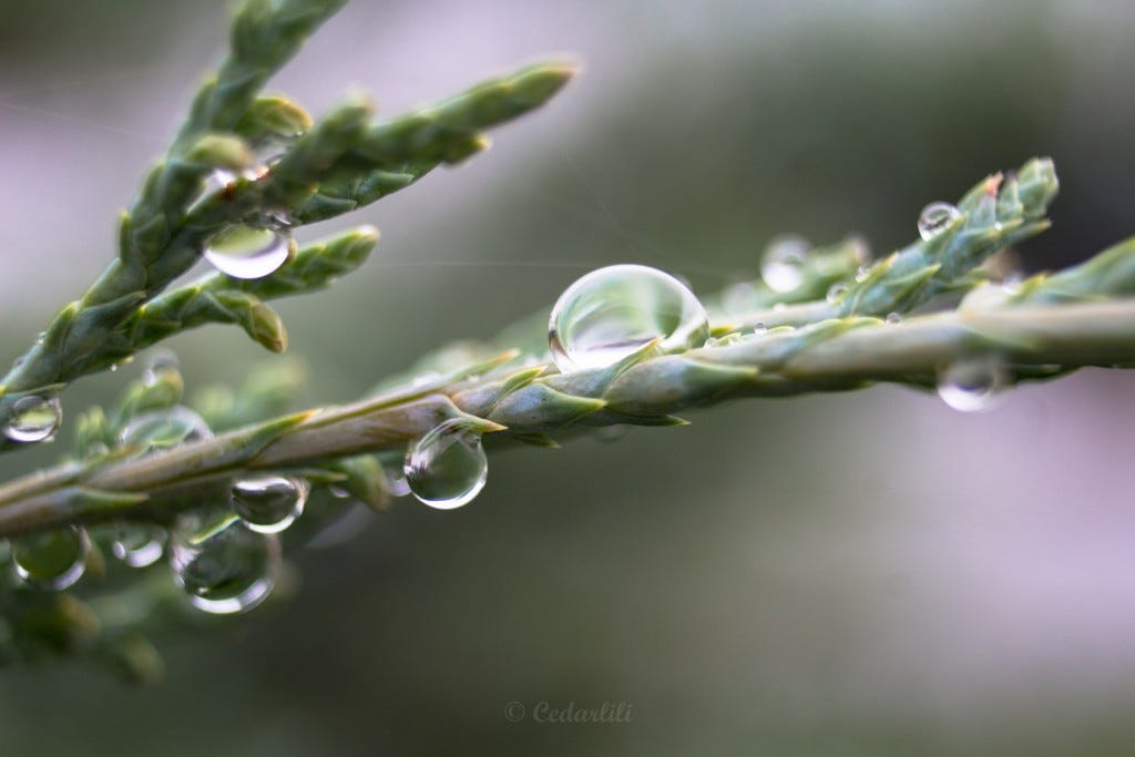 raindrops on juniper