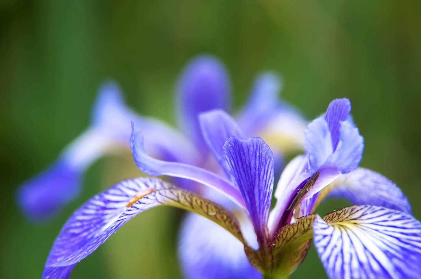 Northern Blue Flag Iris, close up. 