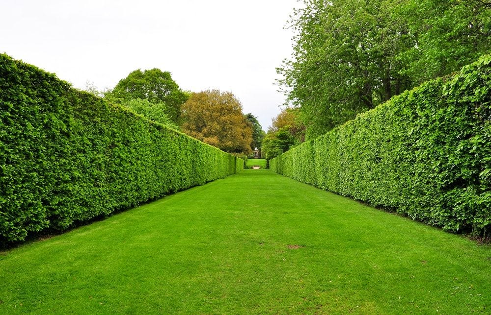 19 Different Types of Tree Hedges | Garden hedges, Hedges landscaping ...