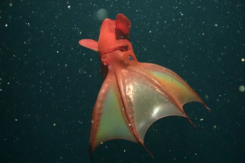 The Vampire Squid from Hell | Smithsonian Ocean