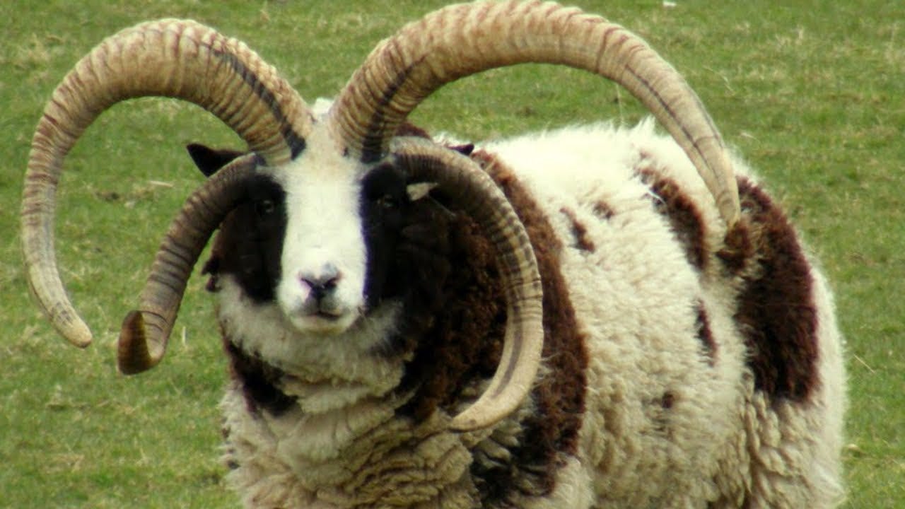 Jacob Sheep | Horns-A-Plenty - YouTube