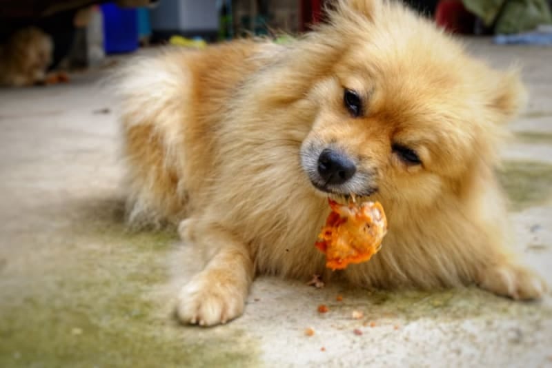 What do I do if my dog ate a chicken bone? | Everett Vets