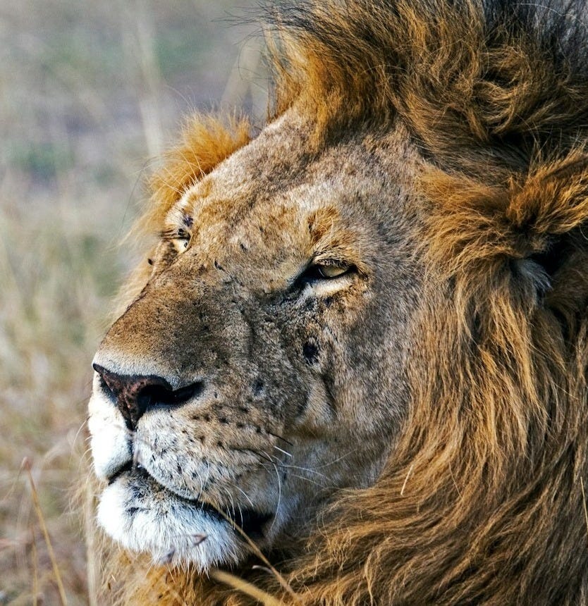 shallow focus photography of male lion