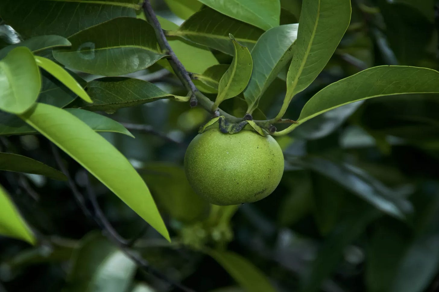 Green manchineel fruit hanging on tree