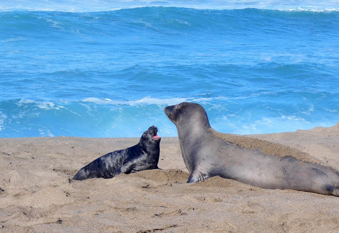 elephat seals