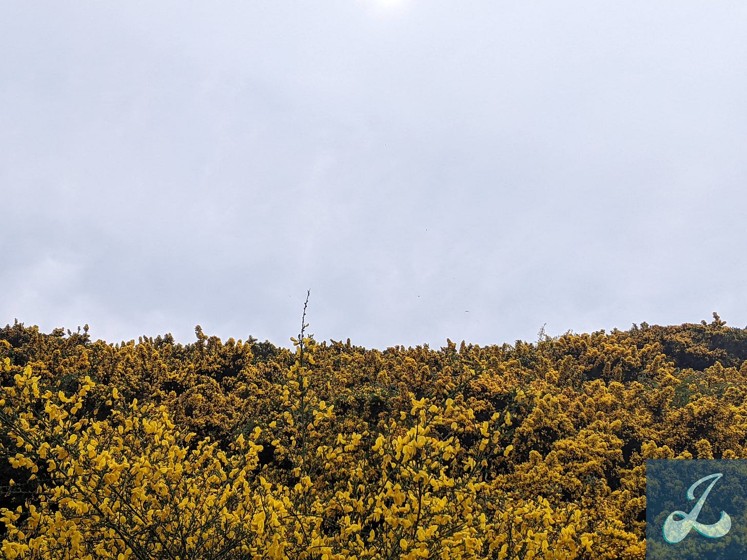 A landscape photo of a thick patch of yellow flowers with spiny stems called gorse on the hillside of Arthur’s Seat in Edinburgh, Scotland. Above the flowers is a gray sky.