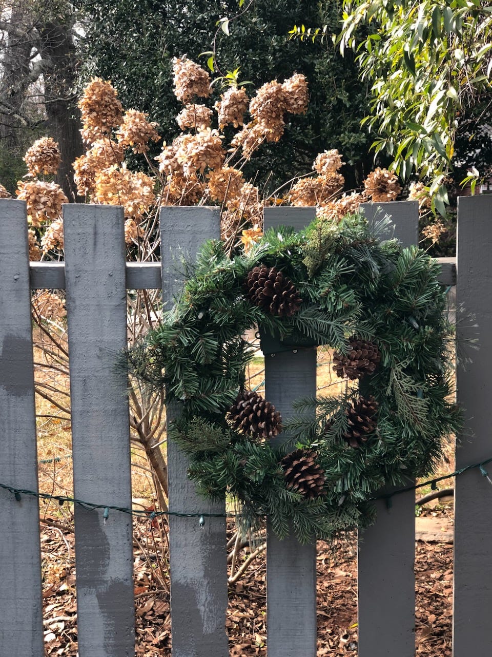 Wreath with pine cones hung on fence. Dried hydrangea in background