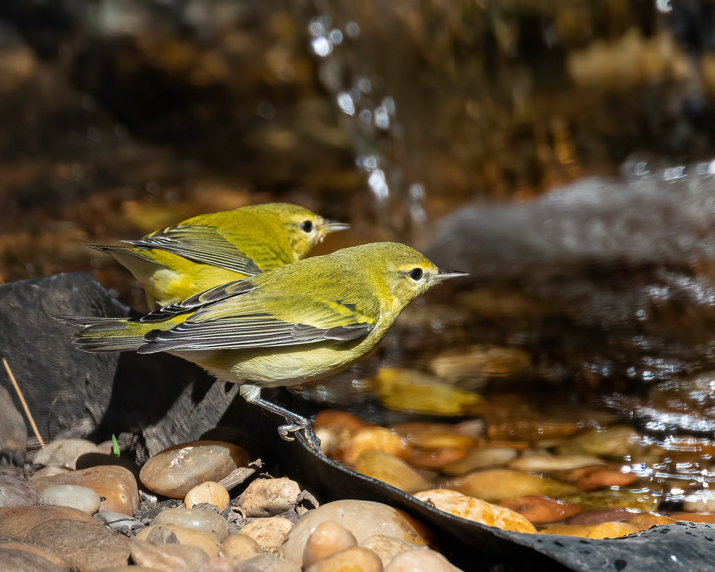 Two Tennessee Warblers stand near the water looking out. They are mostly yellow with a green tinge, and their wings are streaked with black.