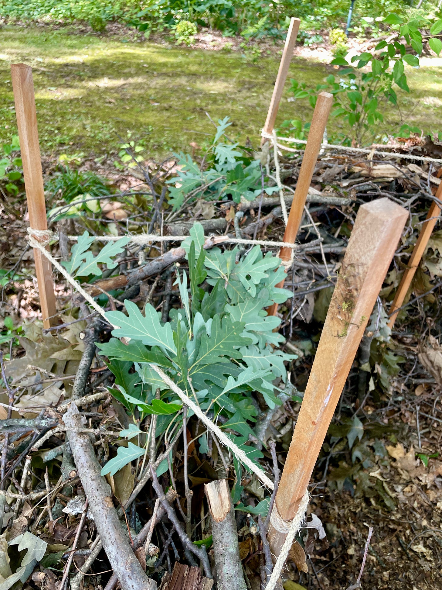 Here is a top view of the wooden posts, the sticks laid in the middle of their channel, and the jute rope that is helping give it some stability. 