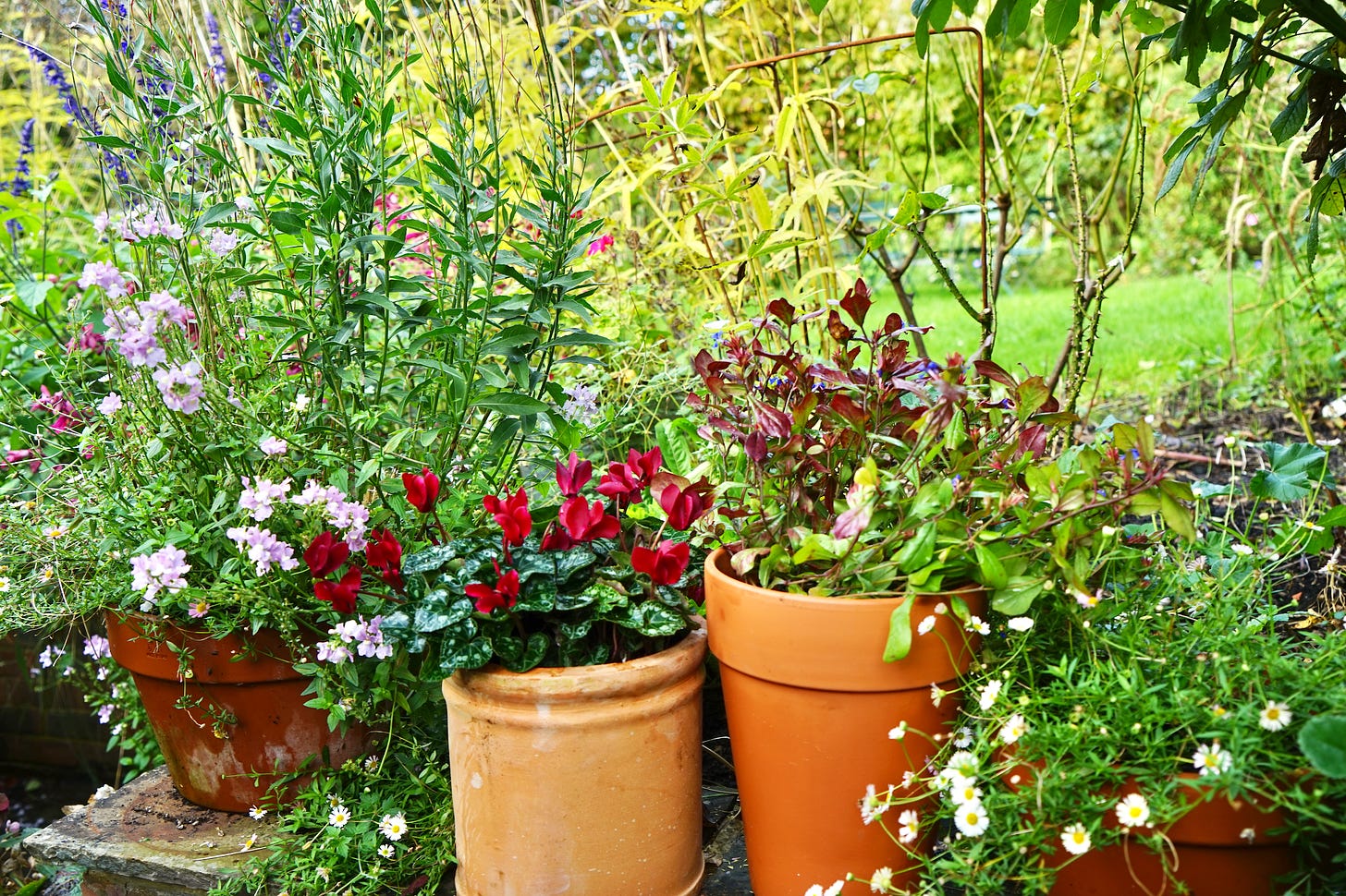 garden pots of flowers on a wall