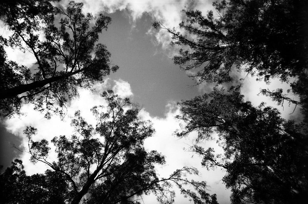 Sky and trees in black-and-white
