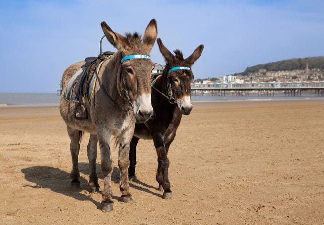 Two donkeys on a beach

Description automatically generated with medium confidence