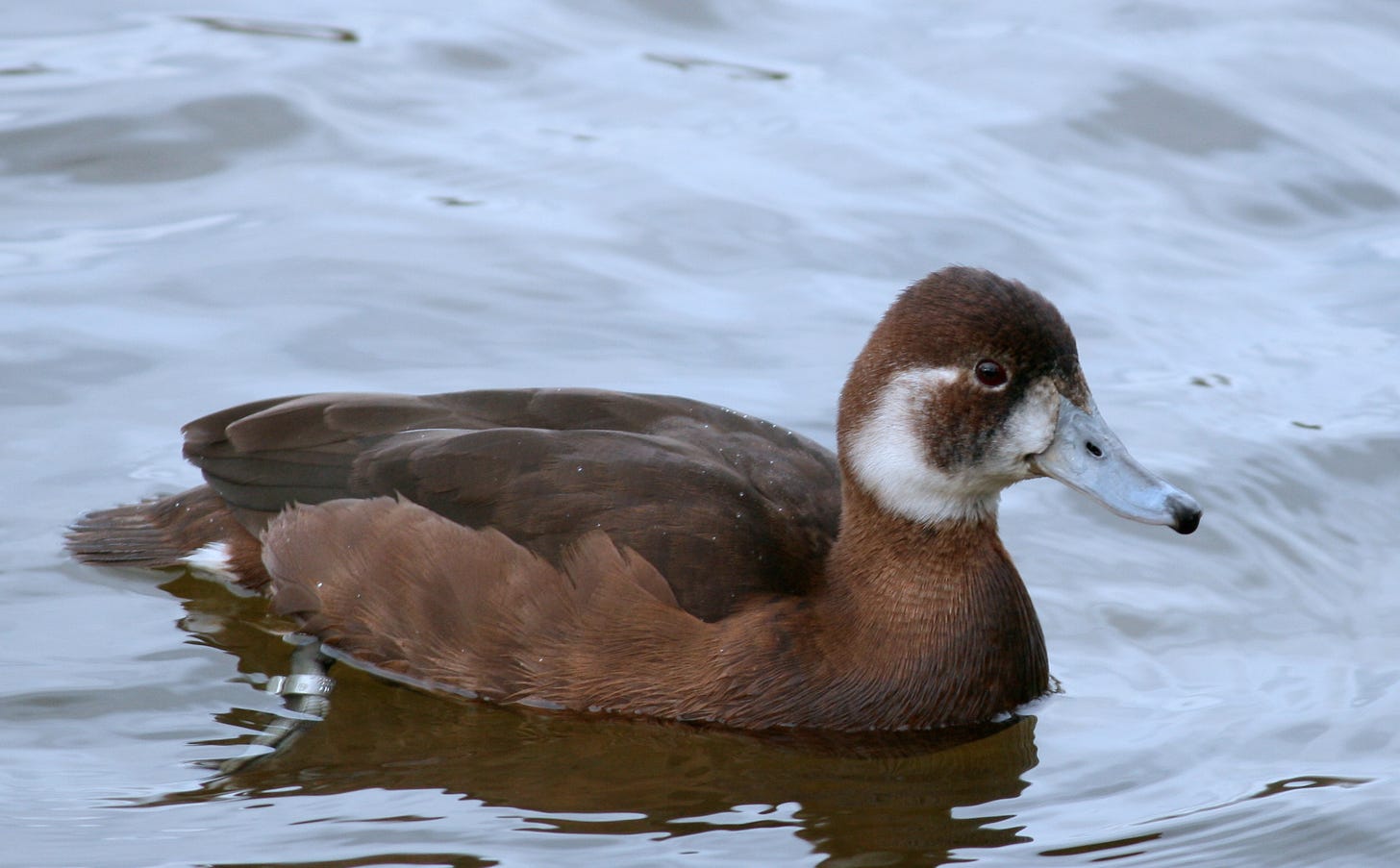 female southern pochard