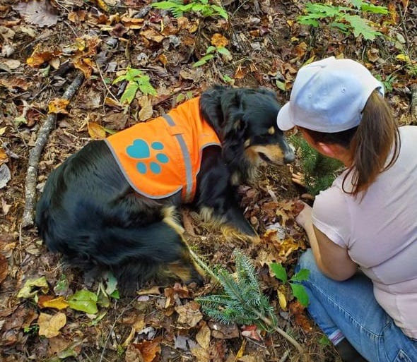 black dog in orange vest next to a person planting fir saplings