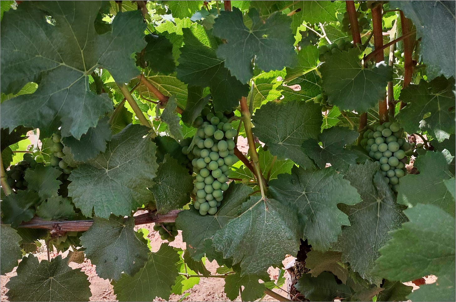 Pommard Clone Pinot Noir clusters with partial shade.