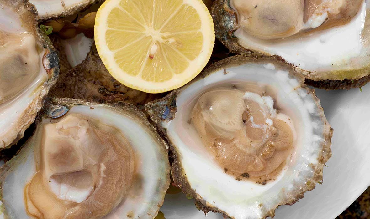 The native oyster (Credit: Kelly Oysters)