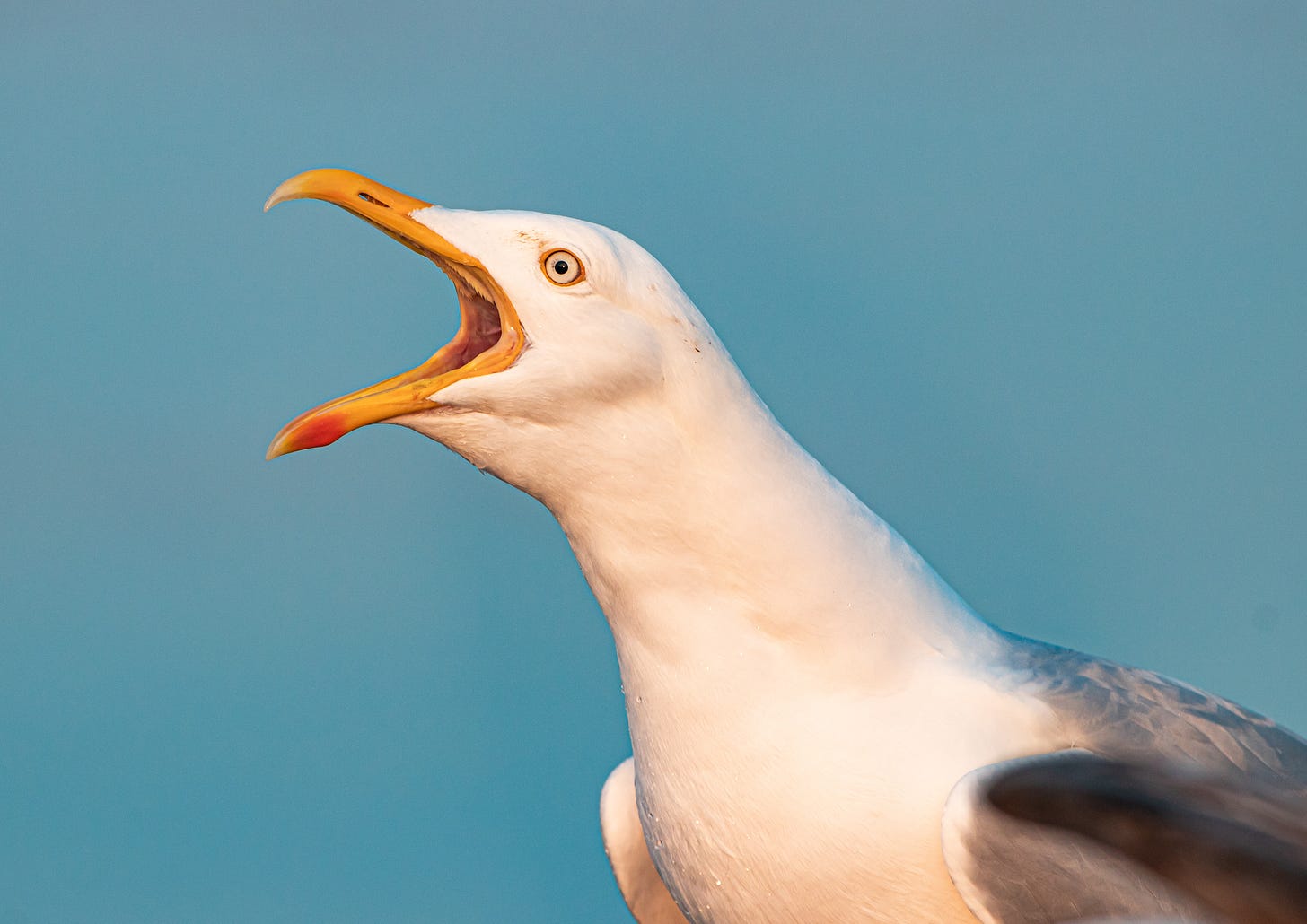 A close-up of a seagull, beak open, against a blue background