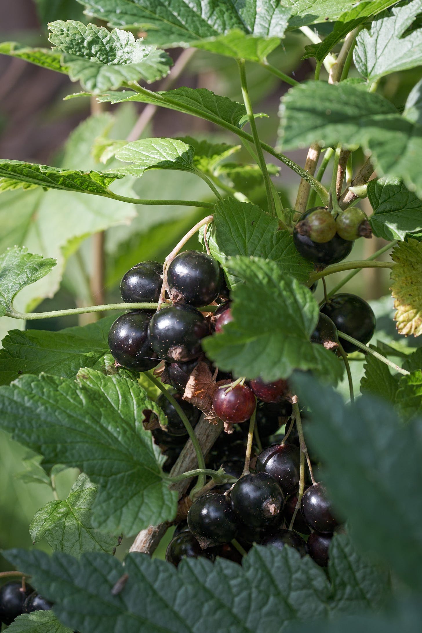 Ripe blackcurrants on bush