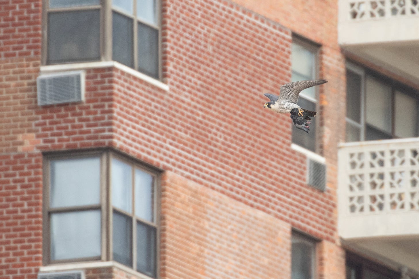 a peregrine falcon carrying a dead pigeon, flying to the left with a brick building in the background