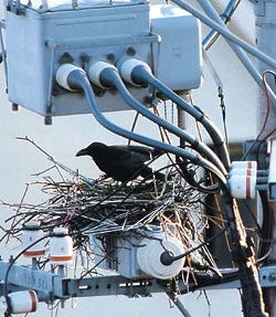 Photo of a crow in a nest of coat hangers on top of a utility pole.