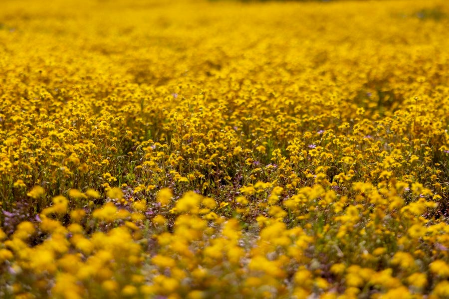 A field full of yellow wildflowers
