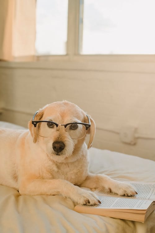 Free Cute obedient puppy with eyeglasses lying on soft bed with paws on book and looking at camera Stock Photo