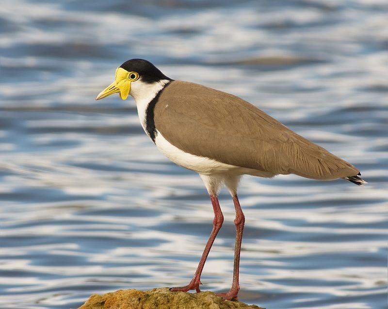 The Protective Plover – Creation Without Compromise