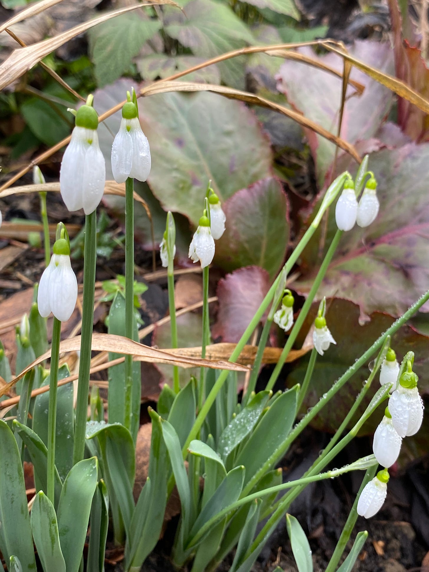 Snowdrops photographed close-up, sitting pretty on short stalks above verdant foliage bergenia leaves behind.