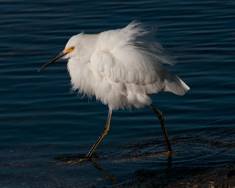 Snowy Egret by shell game