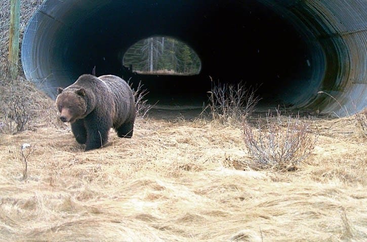 29 of the Most Heartwarming Wildlife Crossings Around the World