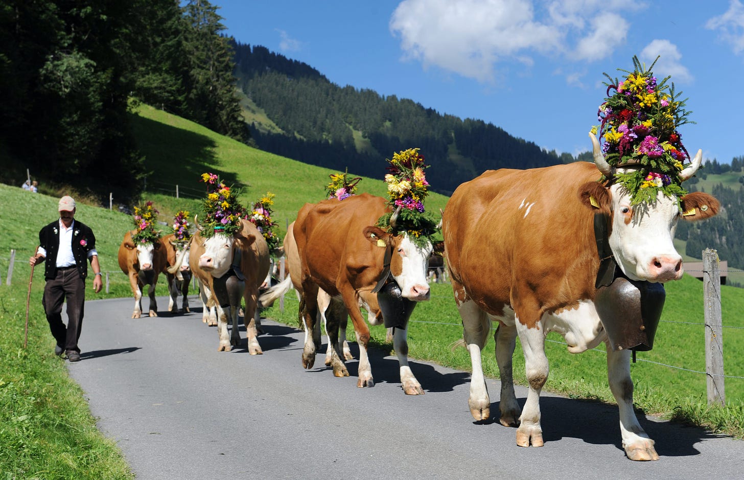 Meet the Swiss cows behind your favorite European treats- Lonely Planet