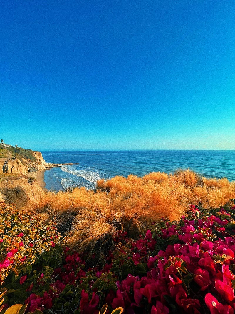 Rocks and bushes at the beach with a view of the blue sea and blue sky.