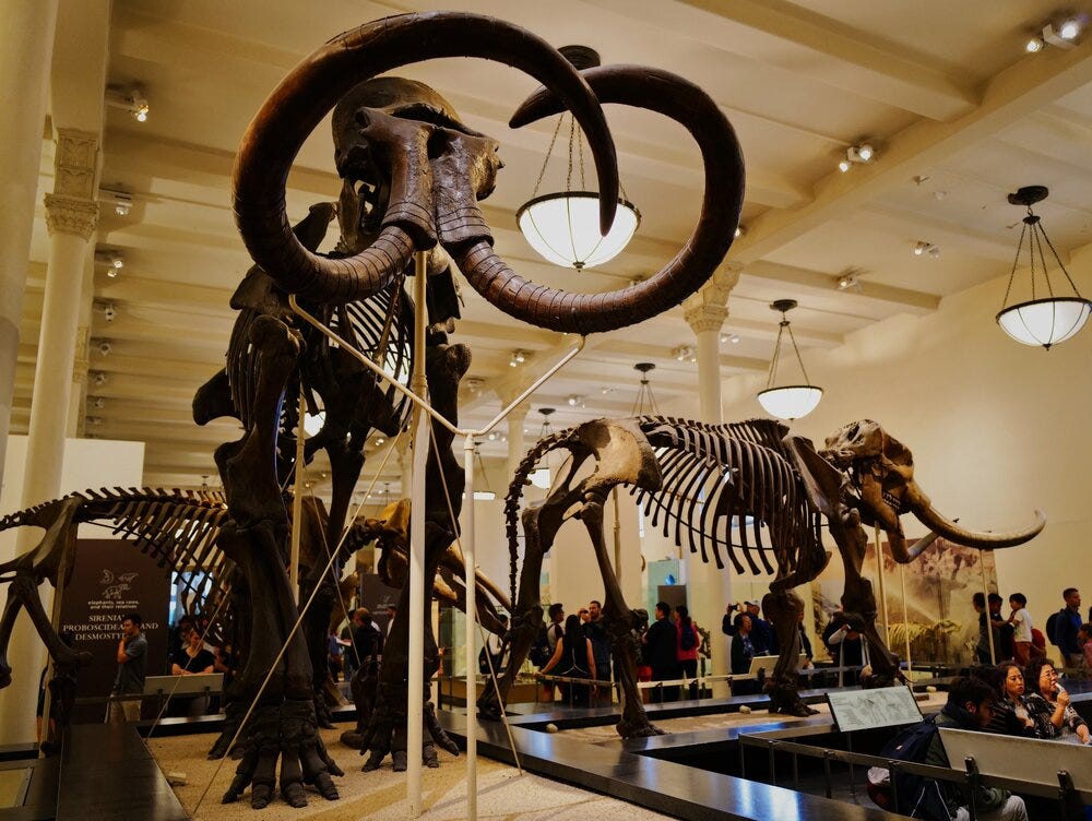 Fan Yang. Dinosaurs skeleton inside museum. Source: Unsplash
