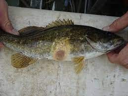 A Decade of Fish Disease and Mortality Investigations | Virginia DWR