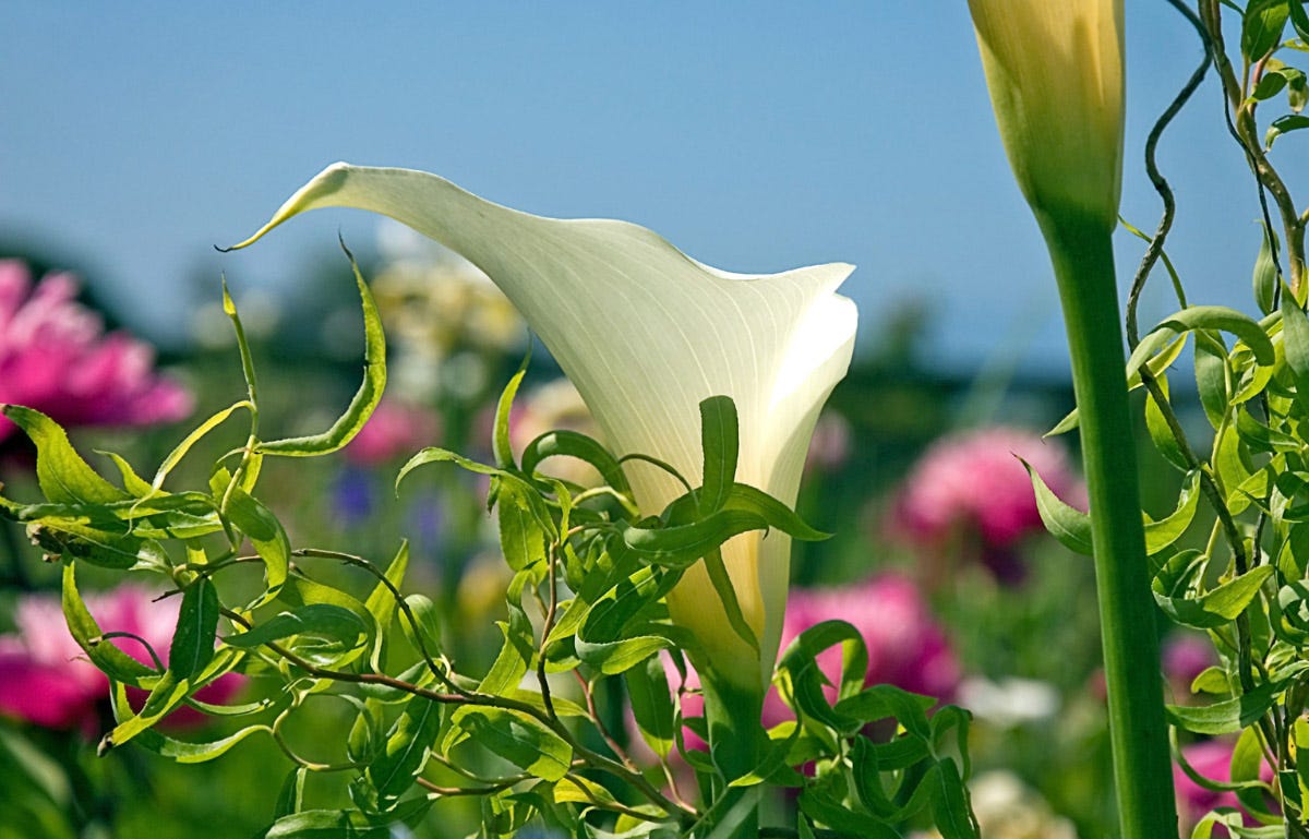 Calla Lily