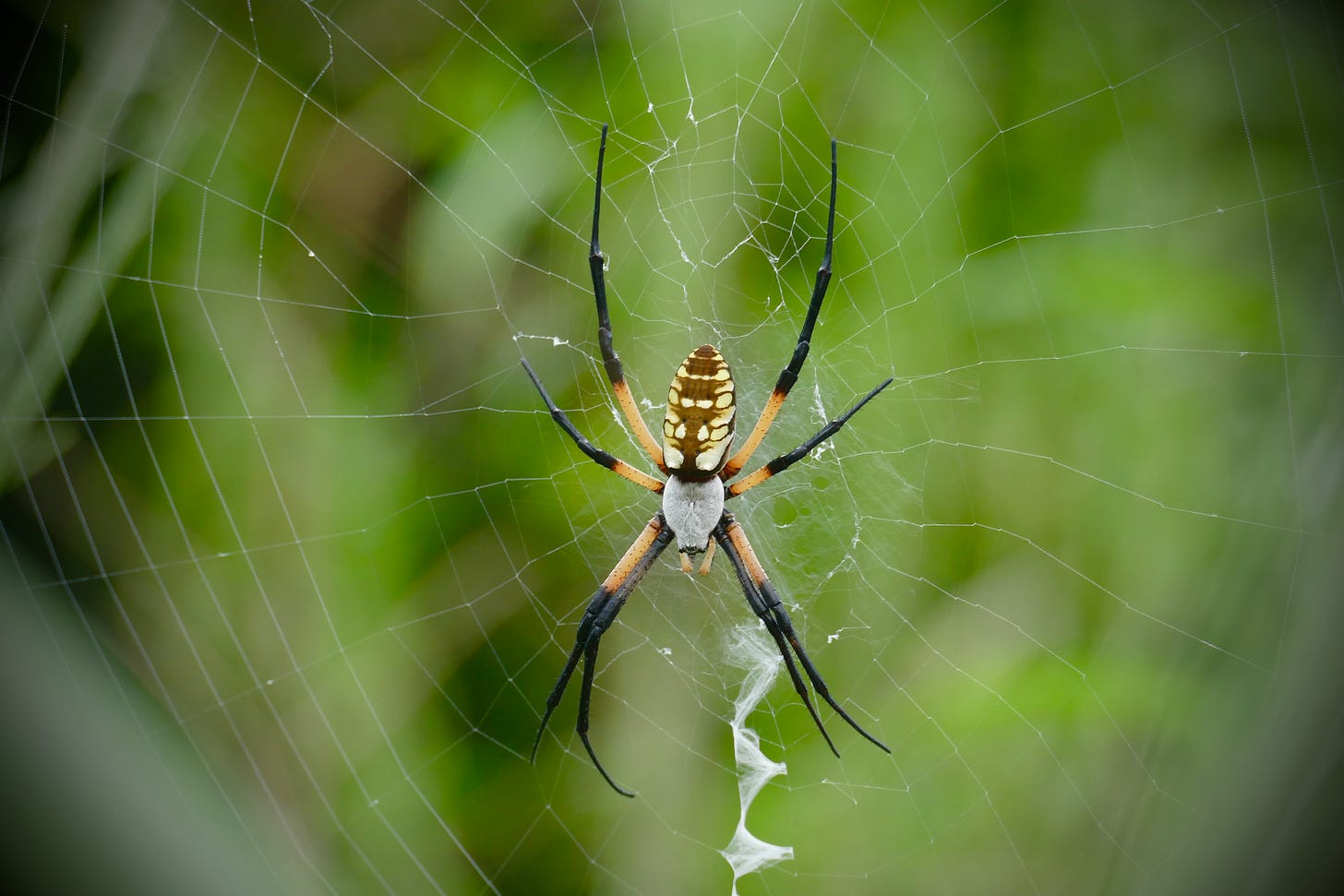 Orb weaver spider in web