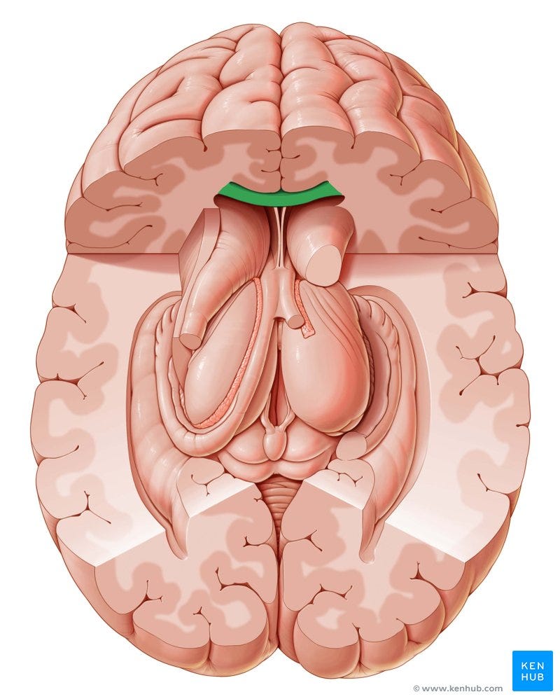 Corpus callosum: Anatomy, function and clinical aspects | Kenhub
