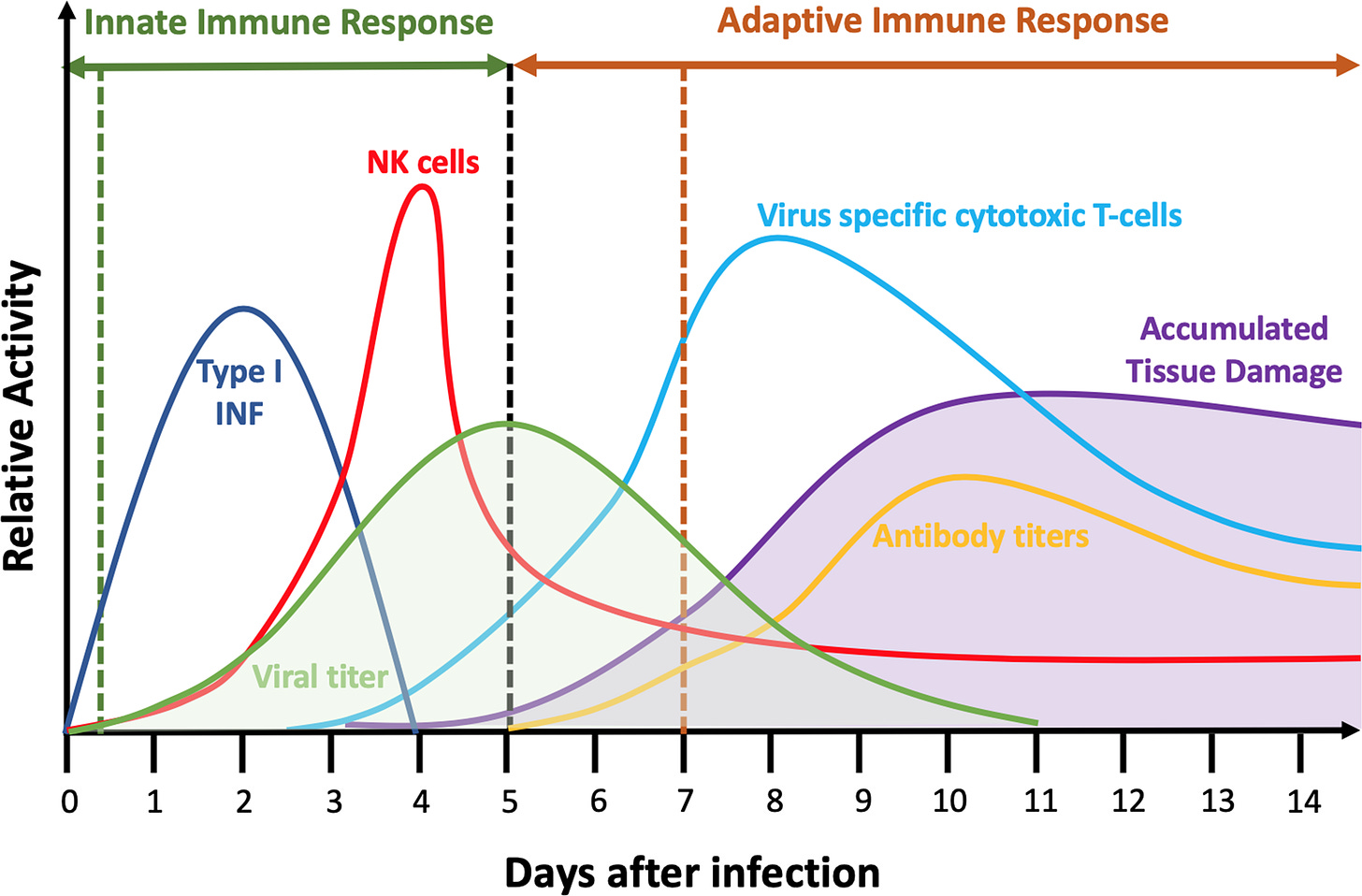 Summary Of Immune Response Timeline To The Infection Of The, 59% OFF