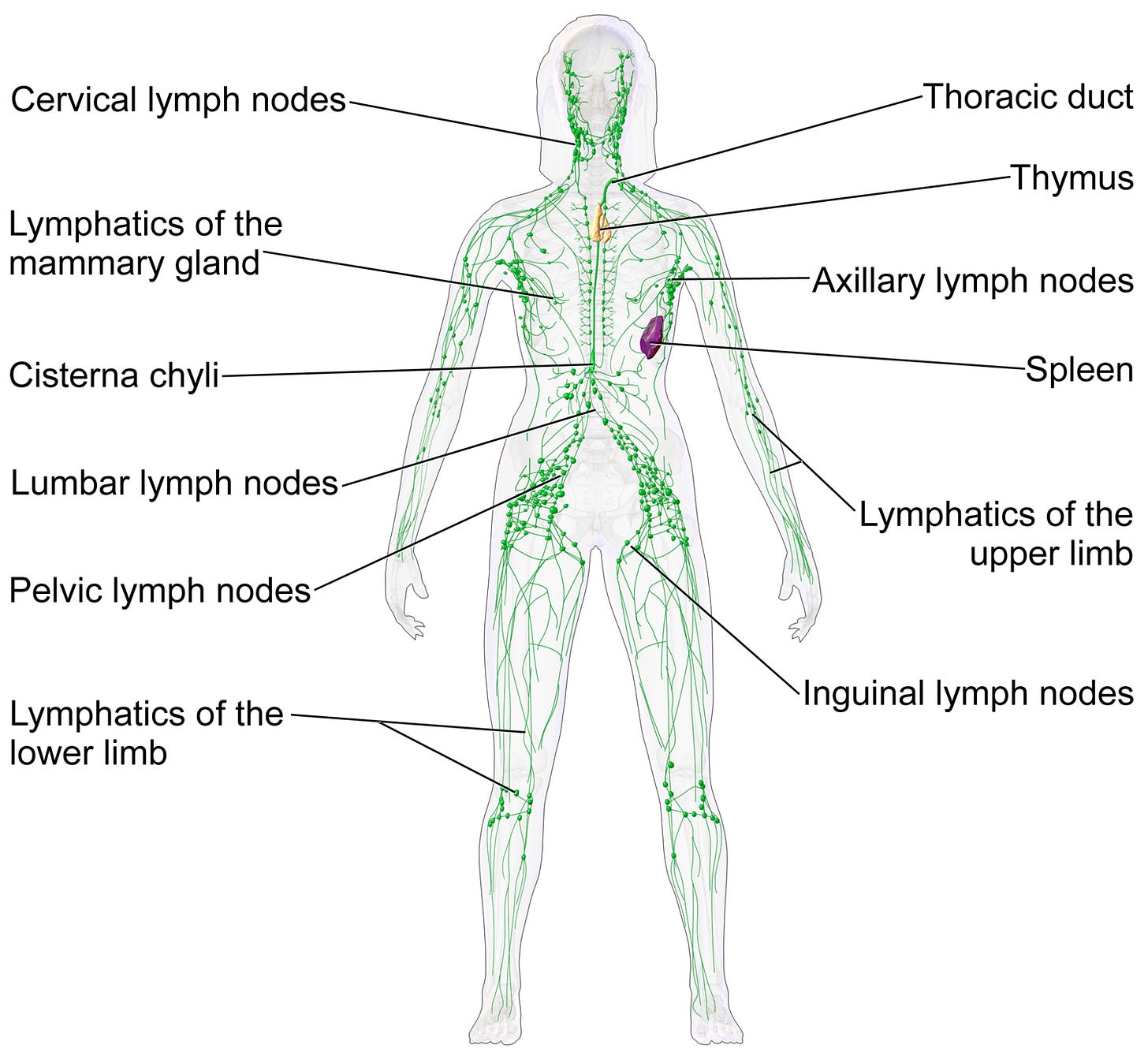 Lymphatic system - Wikipedia